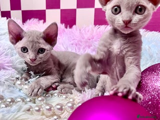 Devon Rex cats - Advert 6
