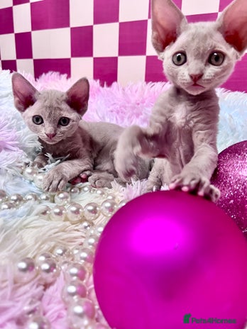 Devon Rex cats - Advert 2