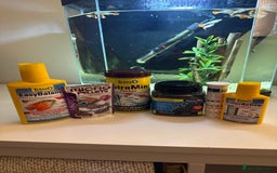 Other/Mixed Breed fish for sale: Guppies with 25L tank  - Image 8