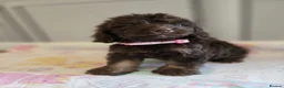 Cockapoo dogs for sale: Beautiful Cockapoo babies in Barnsley - Advert 4