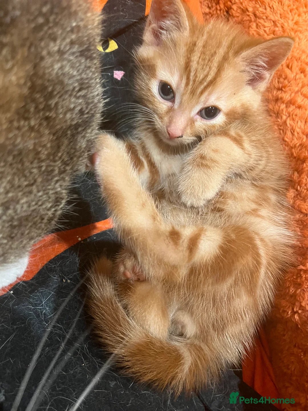 British Shorthair cats for sale: 3 adorable male kittens for sale - Advert 6