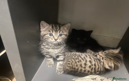 Mixed Breed cats for sale: 4 beautiful kittens ready to leave now - Image 9