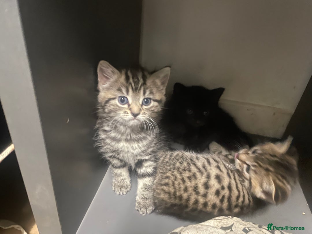 Mixed Breed cats for sale: 4 beautiful kittens ready to leave now - Image 9