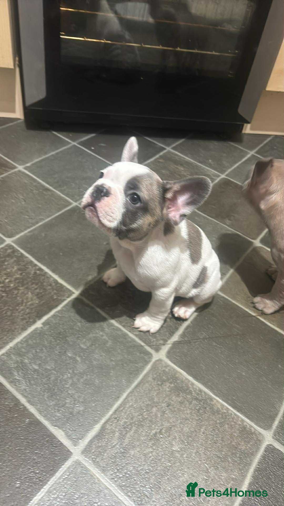 French Bulldog dogs for sale: Lilac bluefawn Frenchbulldog puppies ready to go   - Image 8