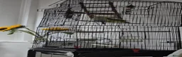 Budgerigars birds for sale: Femal and male budgies in Bristol - Advert 4