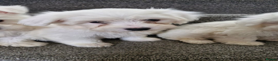Maltese Puppy 4