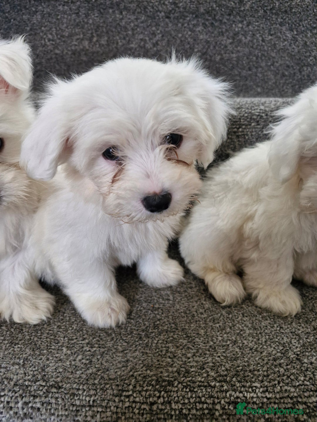 Maltese dogs for sale: Maltese puppies ready  - Image 4