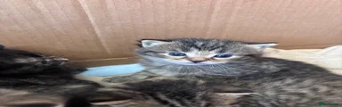 Male Grey tabby