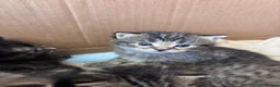 Domestic Shorthair cats for sale: Tabby kittens - Advert 6