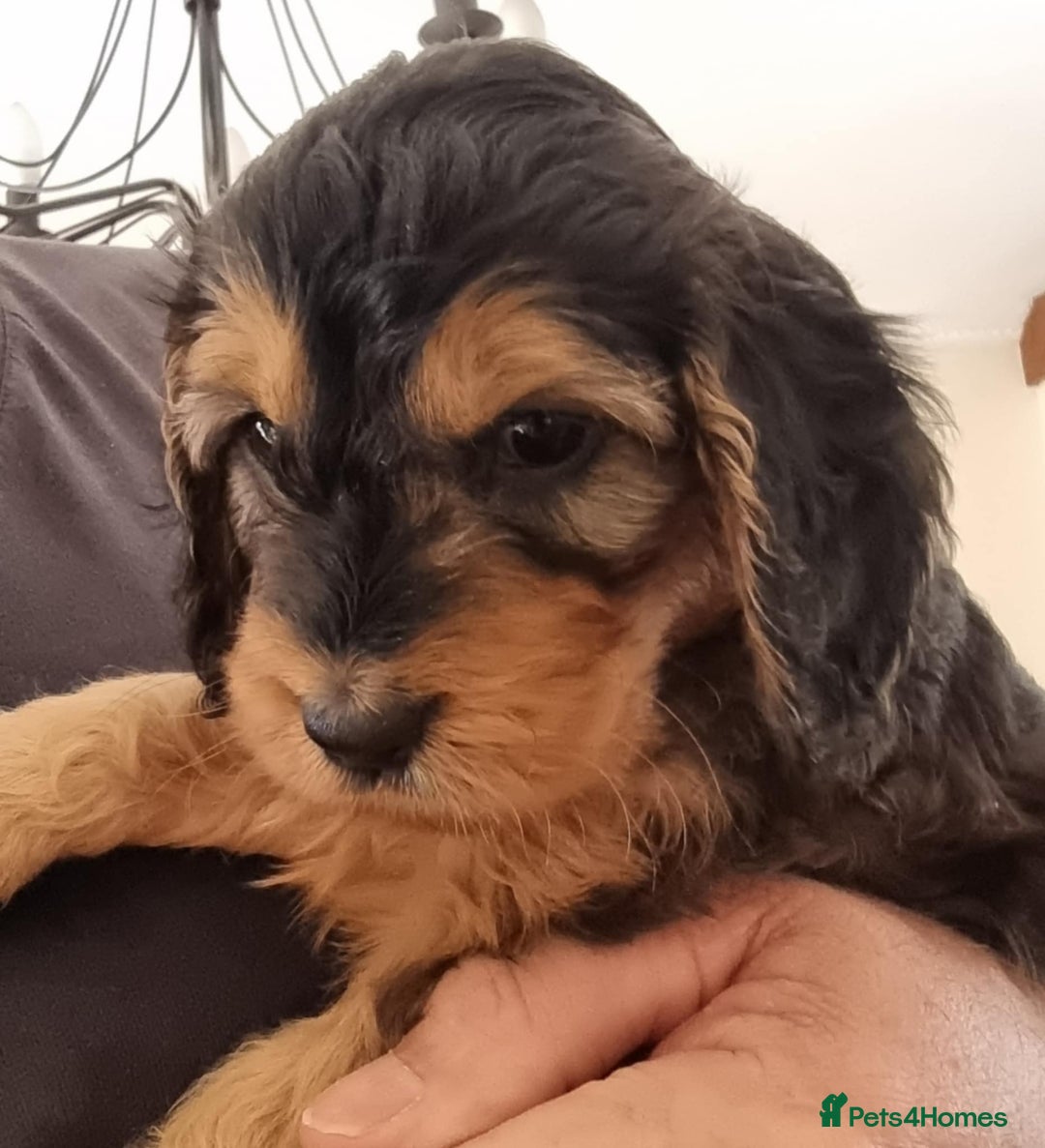 Cockapoo dogs for sale: Cockapoo's - Image 25