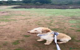 Labradoodle dogs for sale: 11 month old Miniature Labradoodle Bonnie  - Image 7