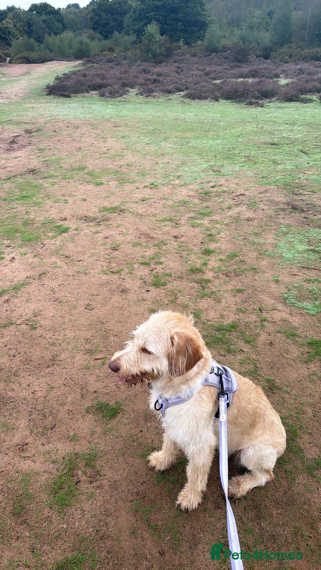 Labradoodle dogs for sale: 11 month old Miniature Labradoodle Bonnie  - Image 7