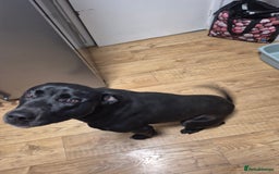 Mixed Breed dogs for sale: Max - 2 ½ years old - Image 4