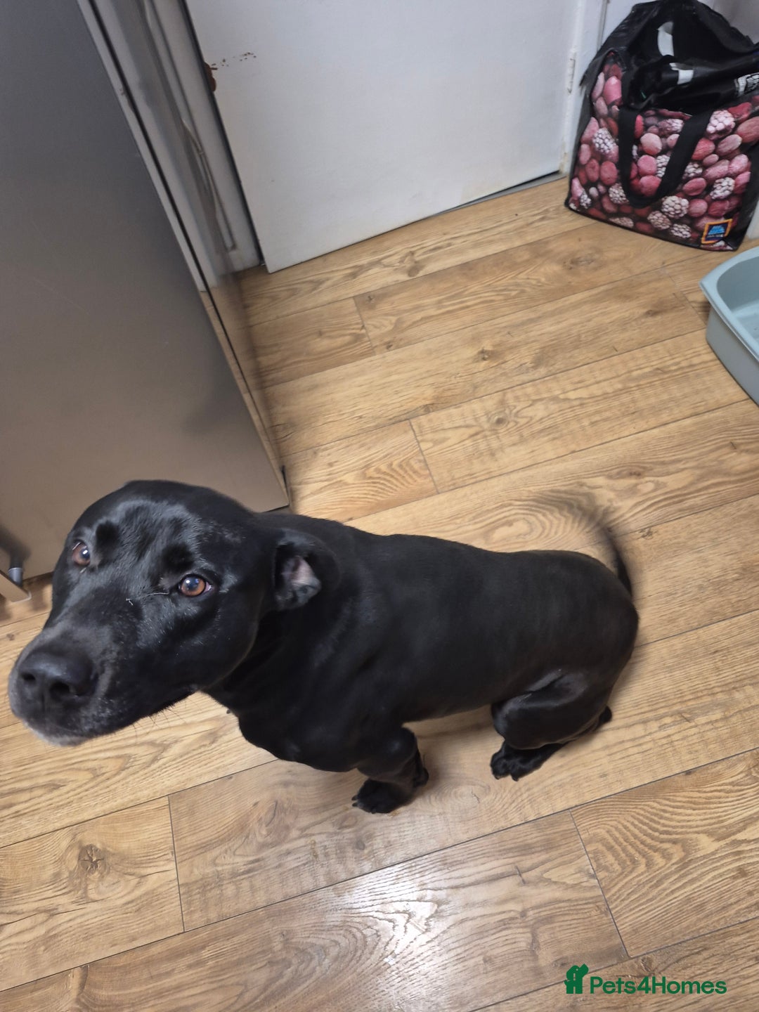 Mixed Breed dogs for sale: Max - 2 ½ years old - Image 4