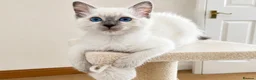 Ragdoll cats for sale:  Blue Ragdoll health tested ready now - Advert 2