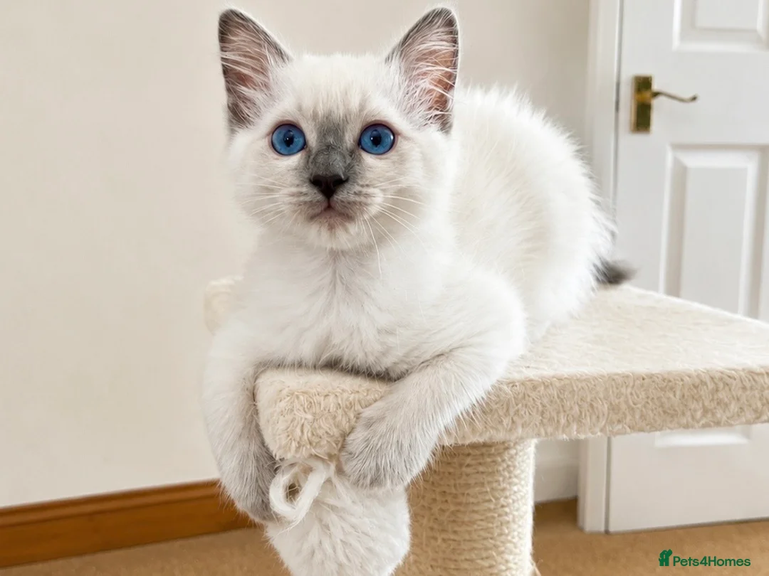 Ragdoll cats for sale:  Blue Ragdoll health tested ready now - Advert 2