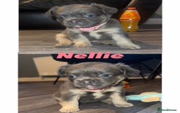 French Bulldog dogs for sale: Fluffy French Bulldog Puppies  - Image 2