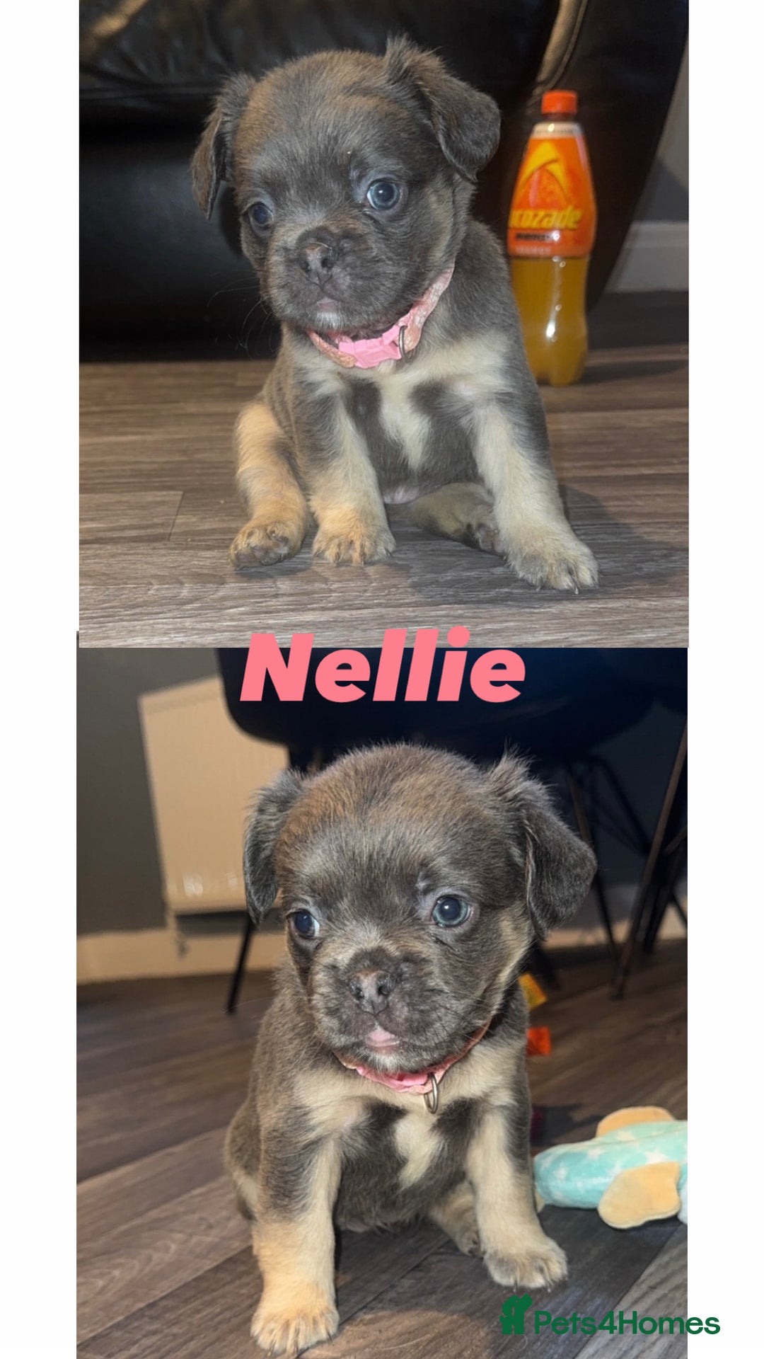 French Bulldog dogs for sale: Fluffy French Bulldog Puppies  - Image 2