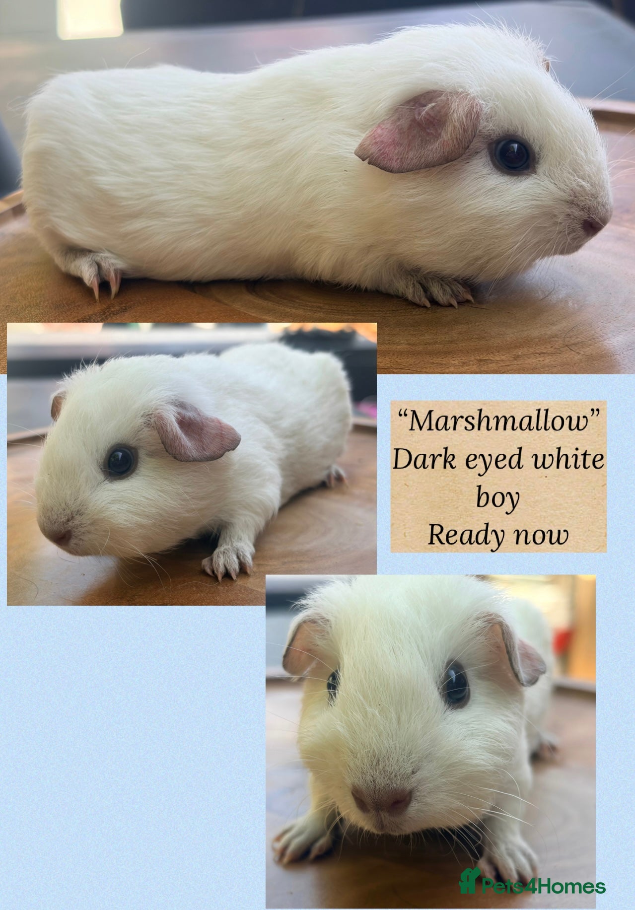 Guinea Pig rodents Guineapig baby boys available now - Advert 20