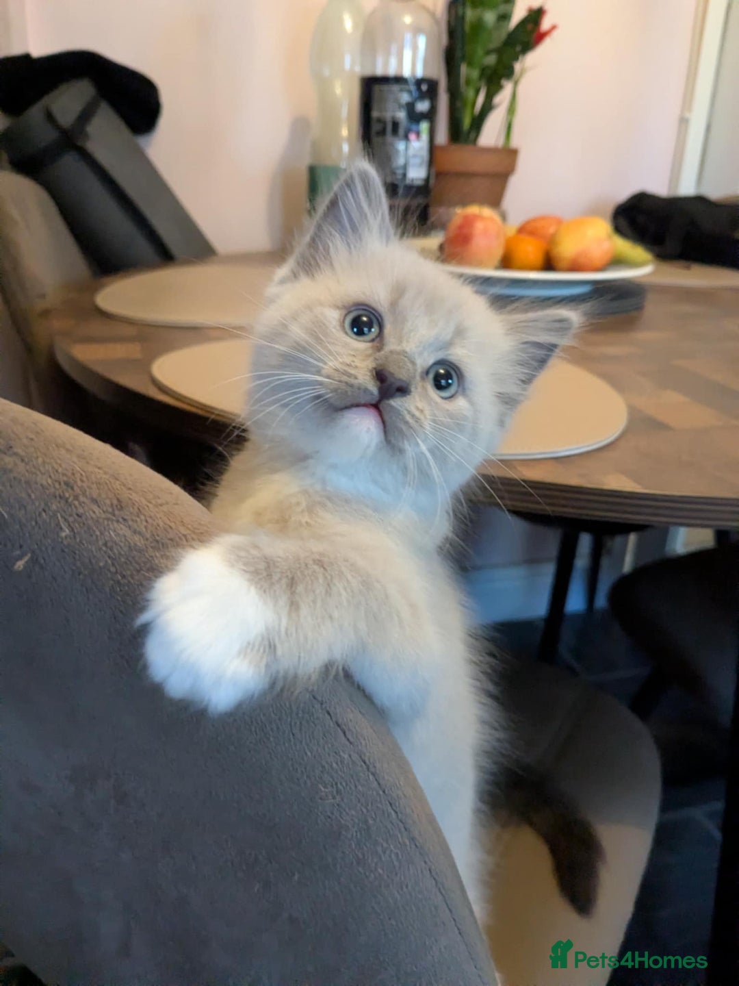 Ragdoll cats for sale: Surprisingly cute,smart Ragdoll. - Image 4