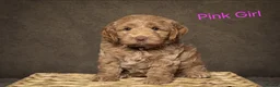 Cockapoo dogs for sale: Beautiful F1 Cockapoo Puppies  - Advert 5