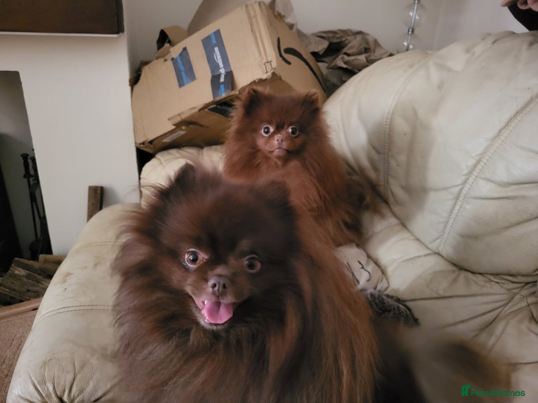 Pomeranian dogs for stud: Chocolate brown teddy faced pom proven stud - Image 8
