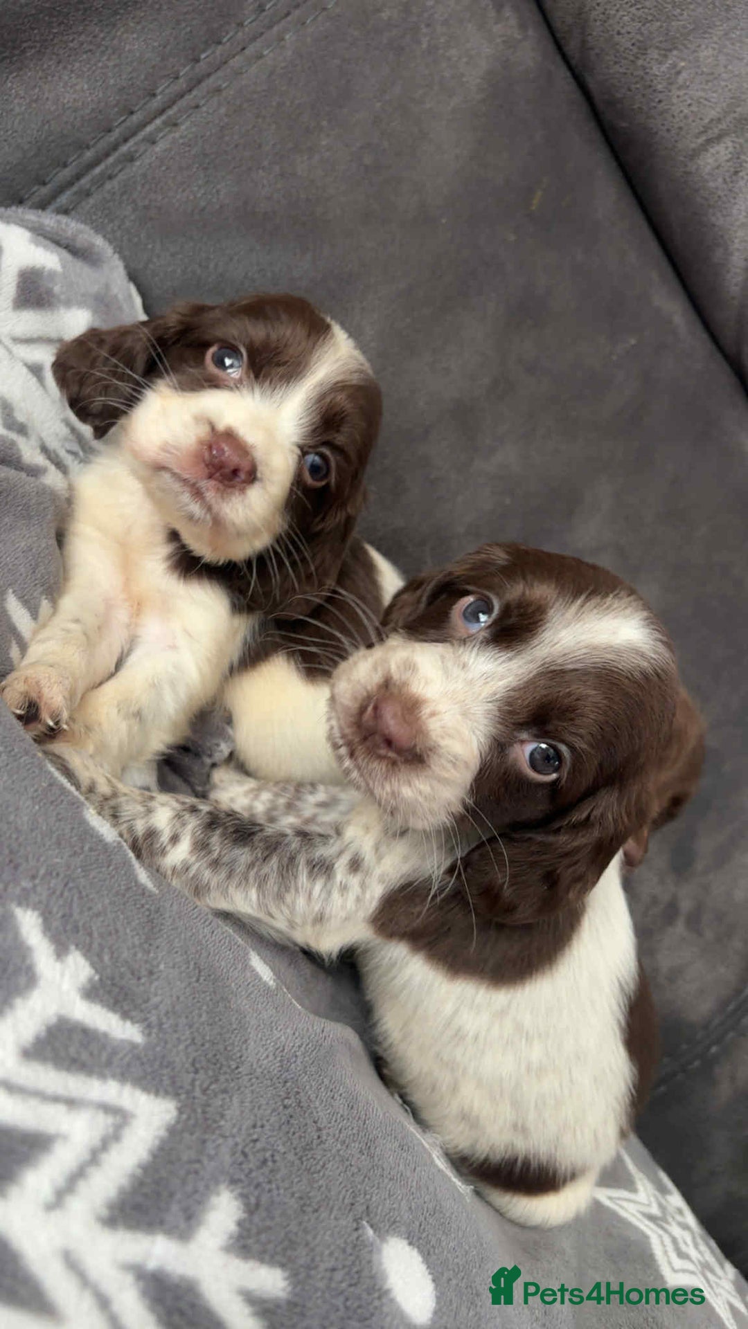 Cocker Spaniel dogs for sale: Cocker Spaniel Puppy’s  - Image 27