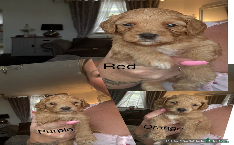 Mixed Breed dogs - Advert 2