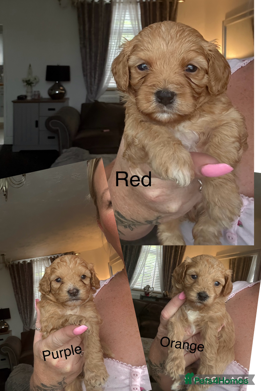 Mixed Breed dogs for sale: Cavapoochon Puppies 🌟🌟 1 Girl remaining 🌟🌟 - Image 5