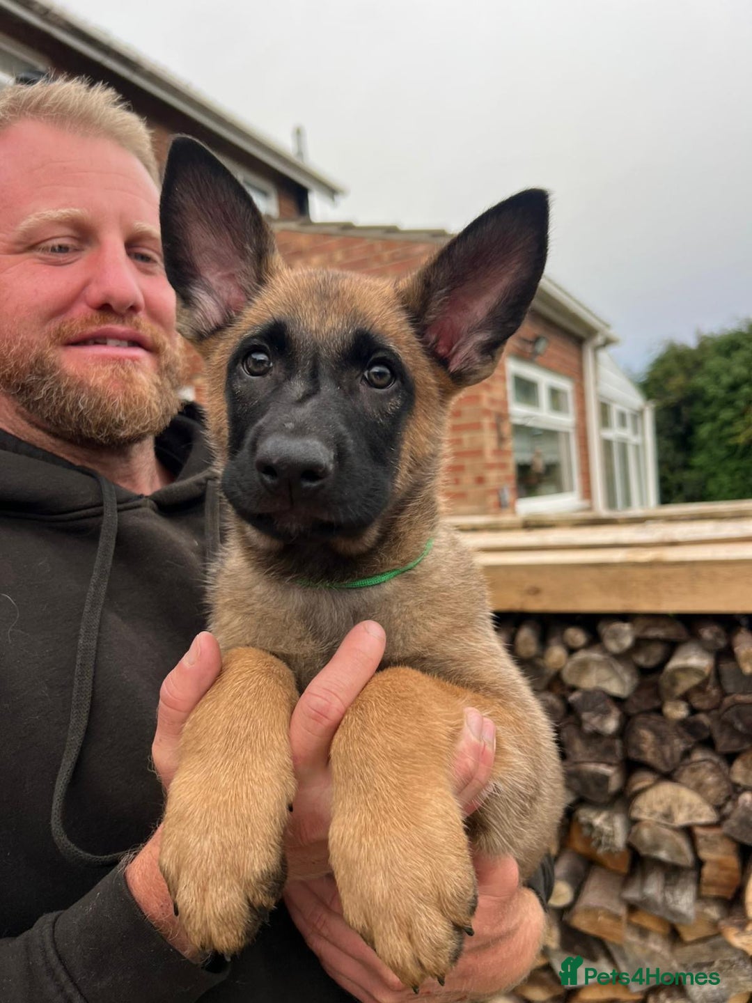 Mixed Breed dogs for sale: Czech shepherd x Belgium malinois - Image 27