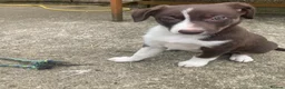 Border Collie dogs for sale: Girl Border collie pup - Advert 4