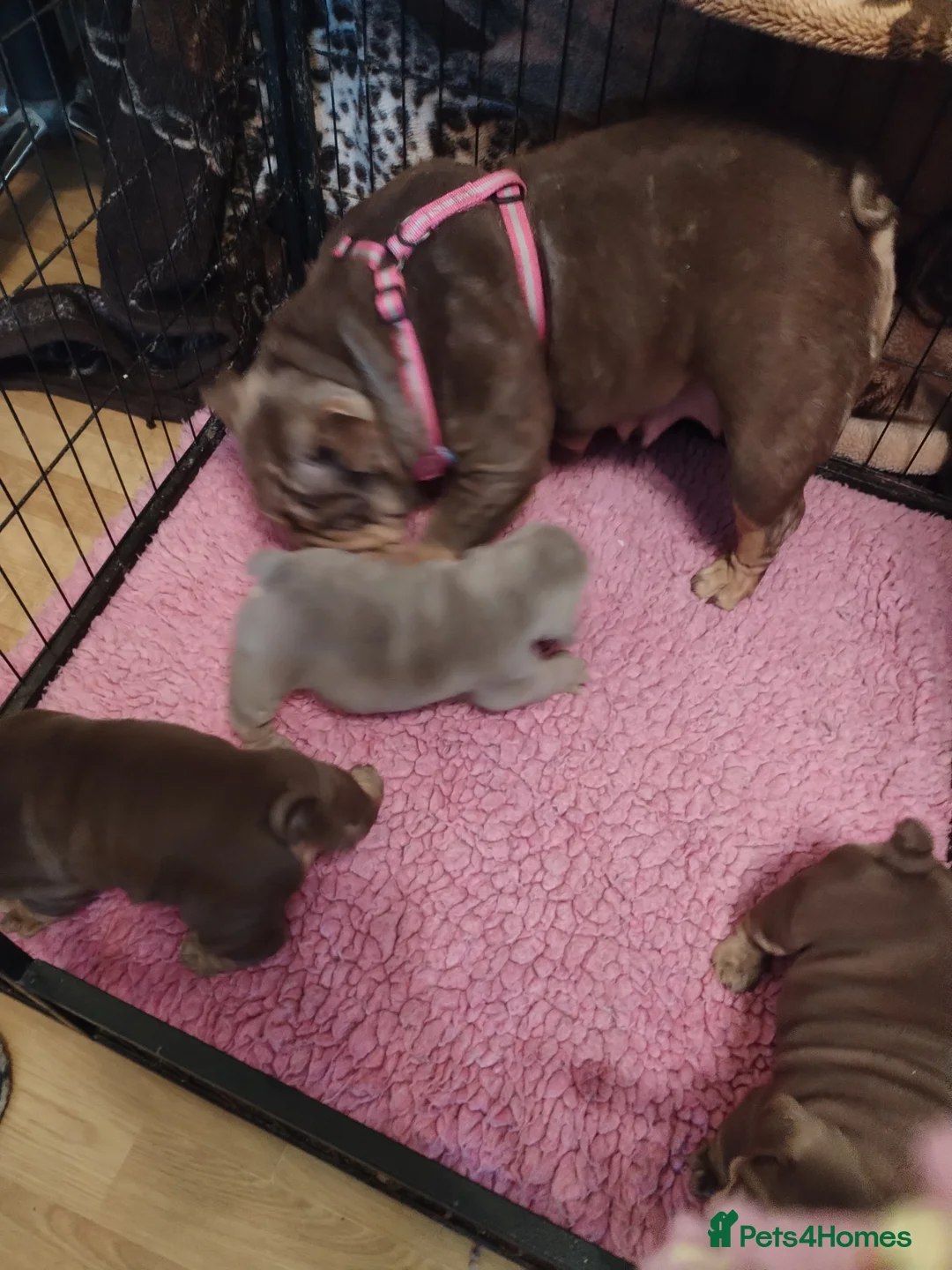 English Bulldog dogs for sale: Kc registered bulldogs  - Advert 16