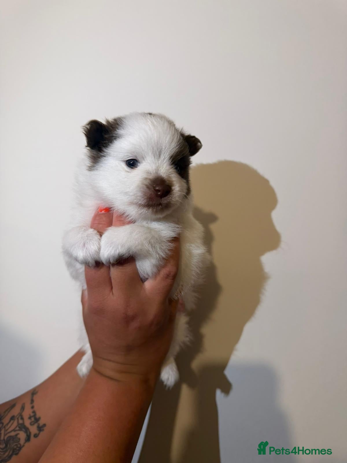 Pomeranian dogs for sale: Adorable Pomerania puppies  - Advert 19