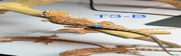 Bearded Dragon reptiles for sale: Baby Bearded Dragons available  - Advert 17