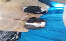 Guinea Pig rodents for sale: 4 Guinea pigs boys and girls  - Image 7