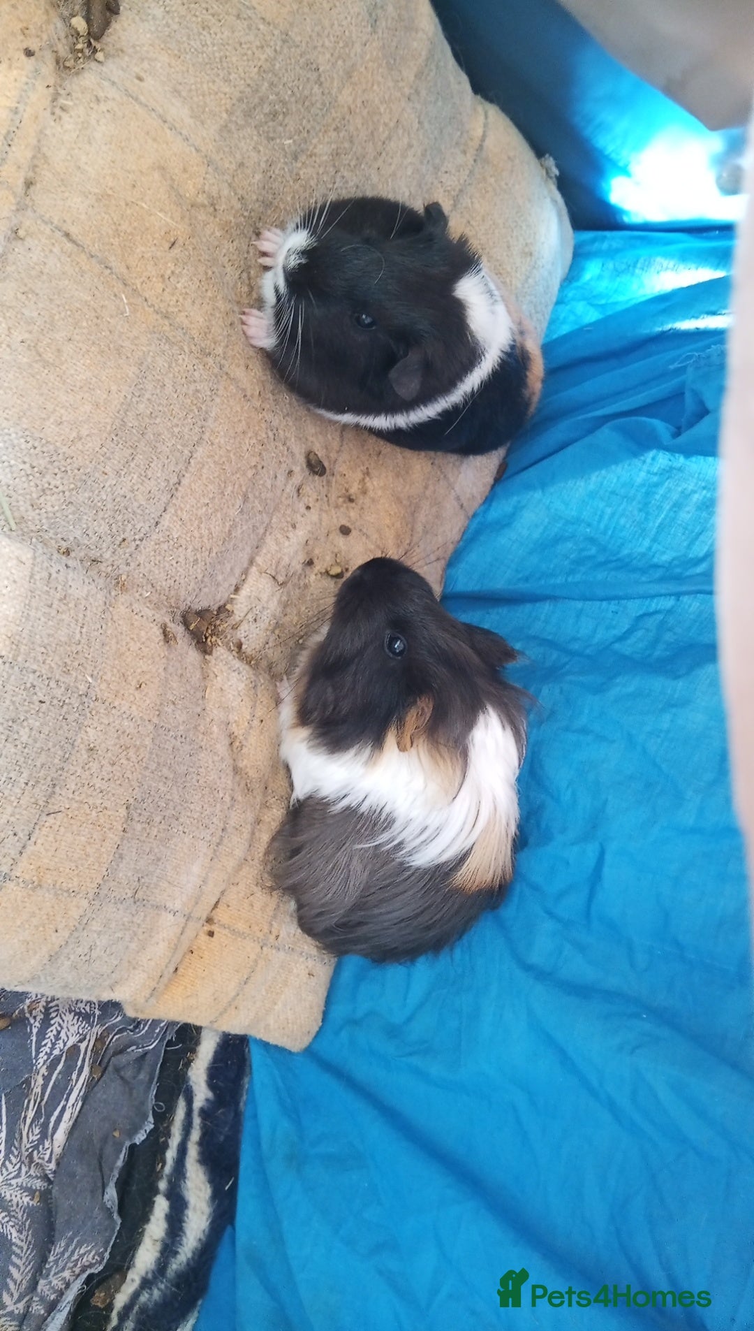 Guinea Pig rodents for sale: 4 Guinea pigs boys and girls  - Image 7