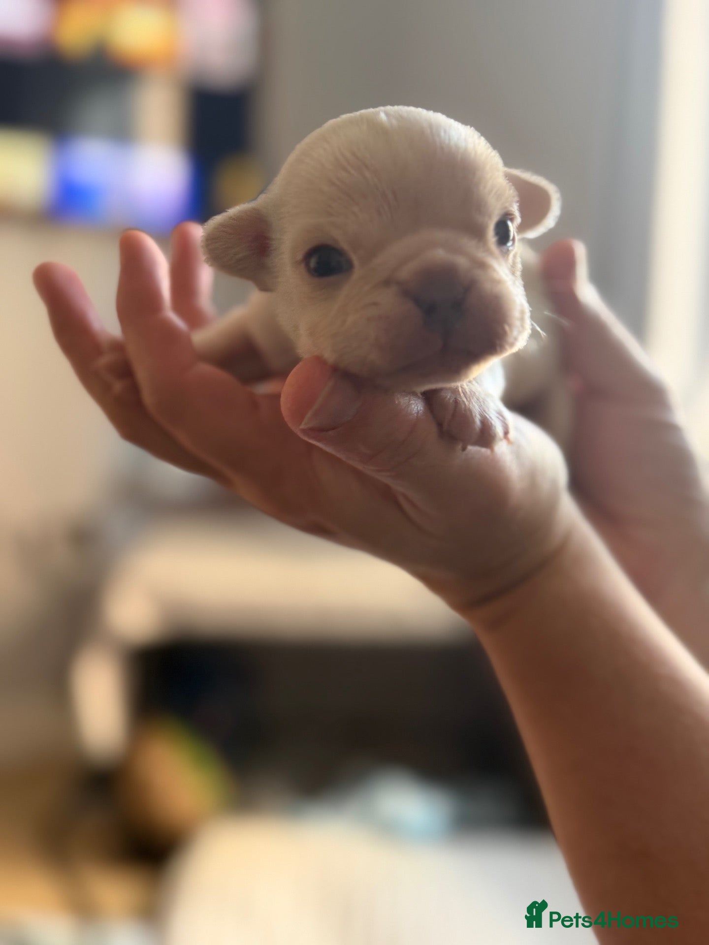French Bulldog dogs Just arrived French Bulldog Puppy  - Advert 4