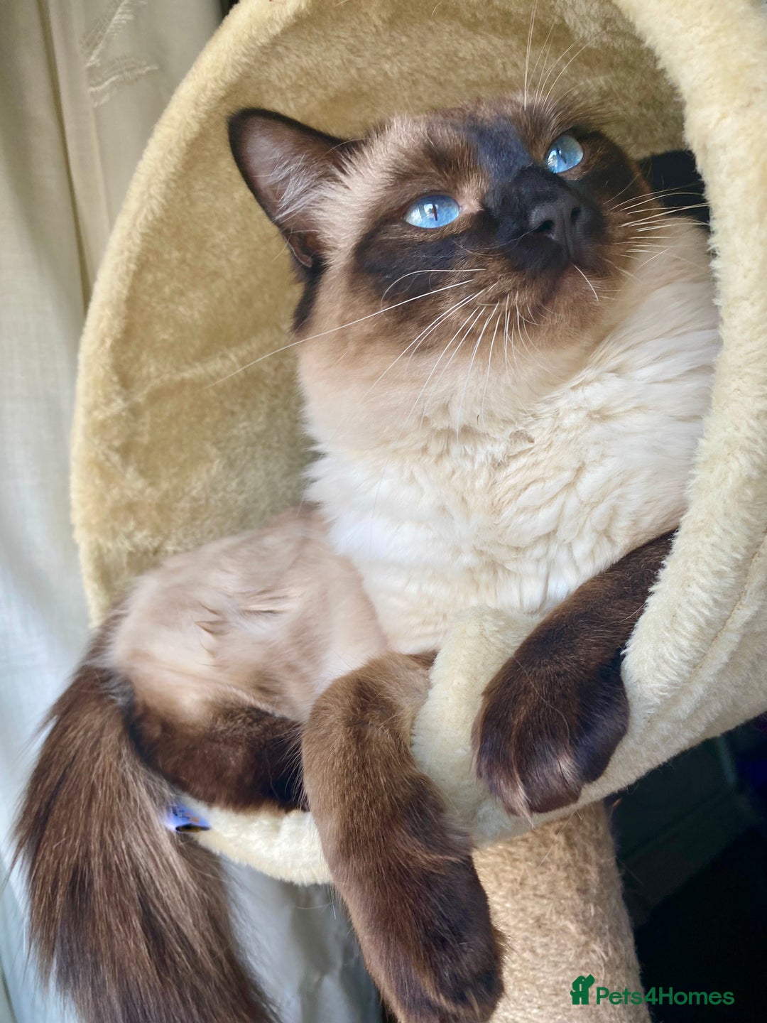 Ragdoll cats for stud: Fabulous Ragdoll for Stud  - Image 2