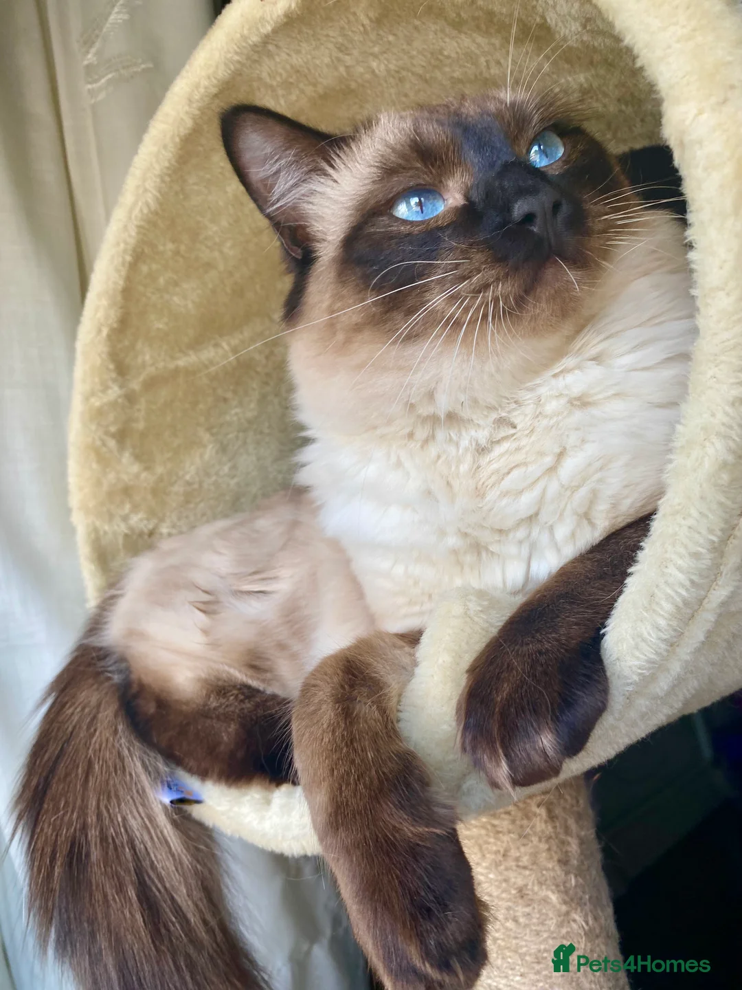 Ragdoll cats for stud: Fabulous Ragdoll for Stud  - Advert 5