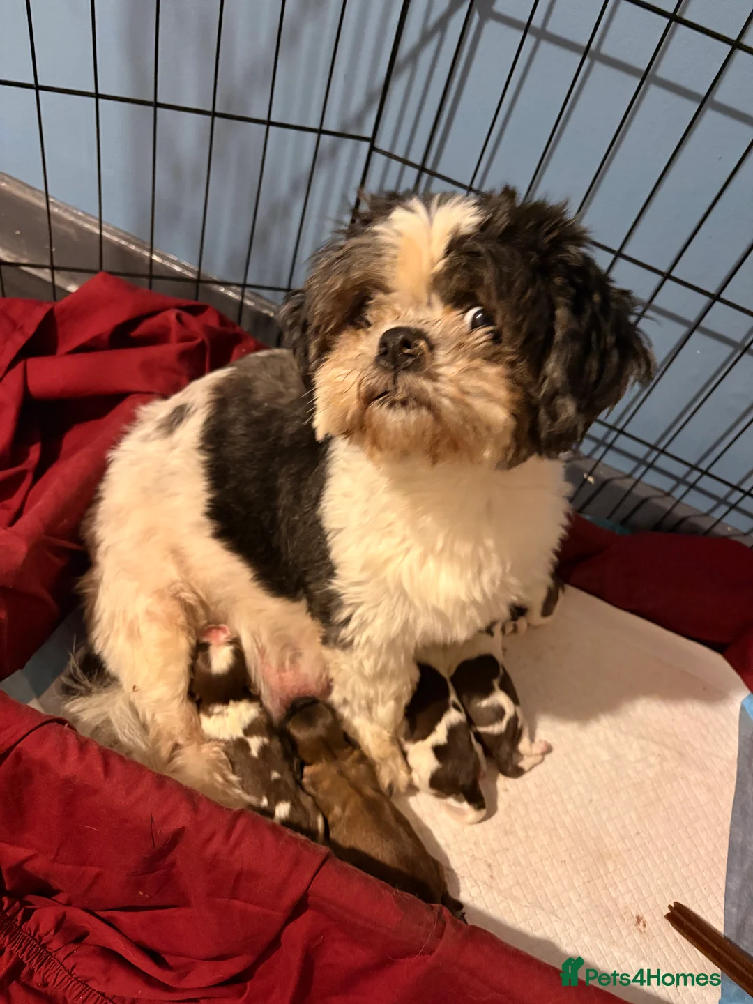 Shih Tzu dogs for sale: 6 beautiful shih-tzu pups  in Newton Stewart - Advert 18