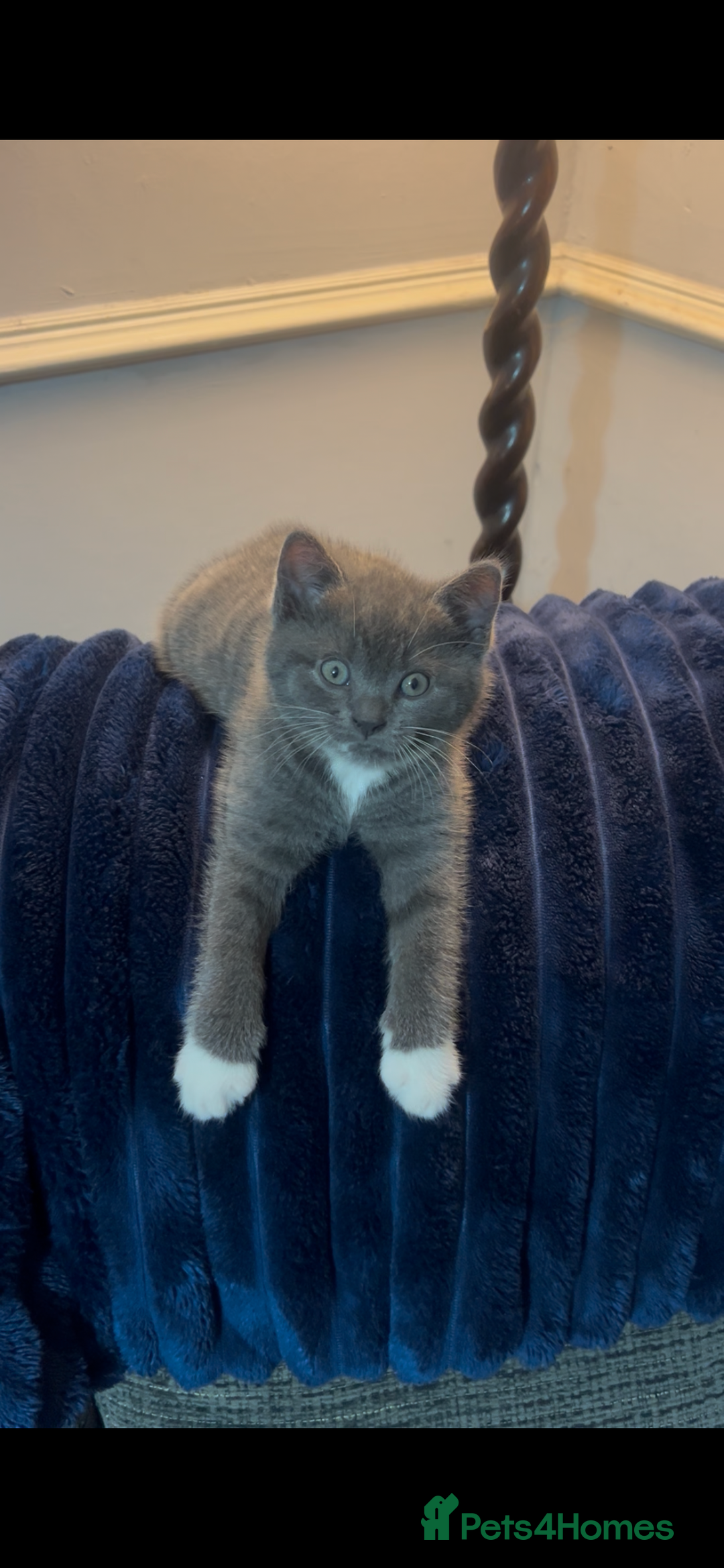 British Shorthair cats for sale: British Shorthair Blue Tuxedo Male Kitten  - Advert 2