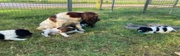 Sprocker dogs for sale: Sprocker Spaniel puppies  - Advert 12