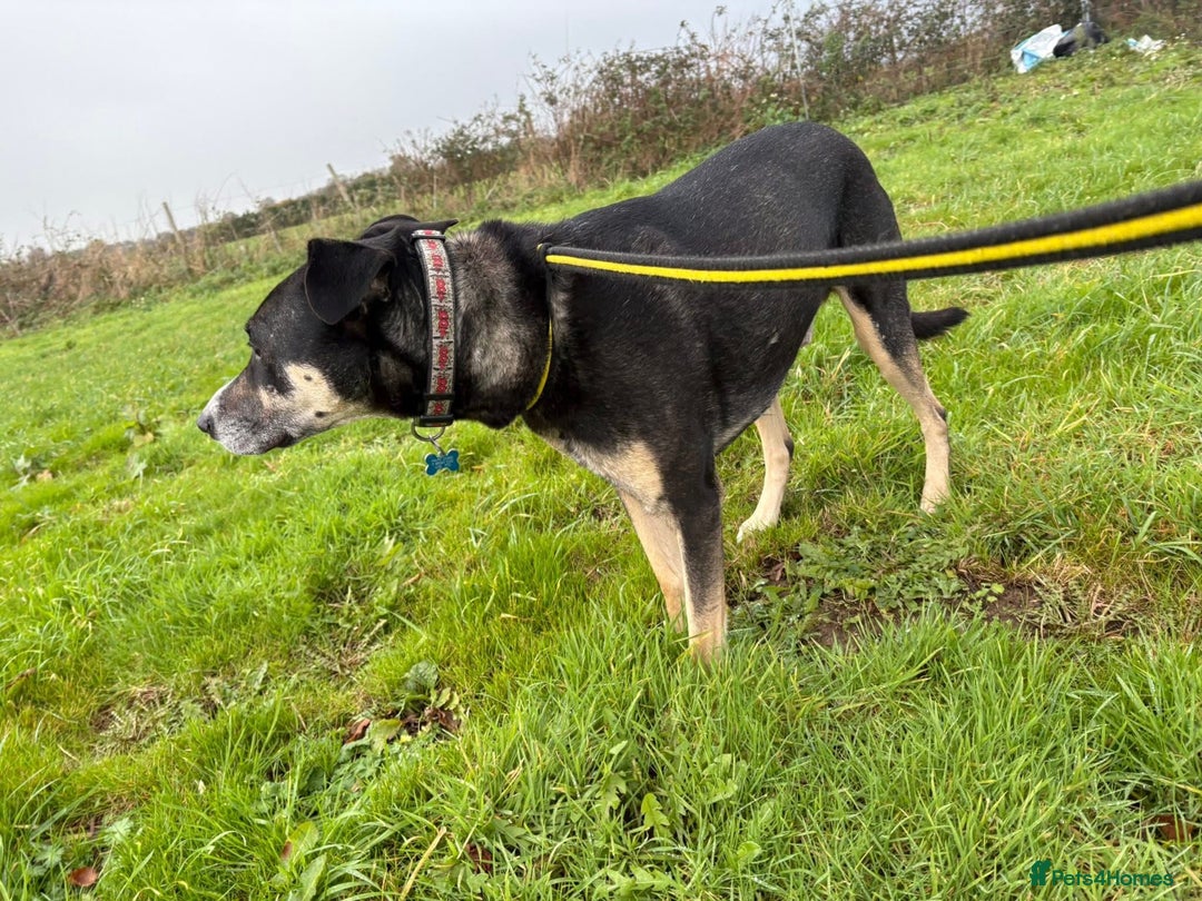 Mixed Breed dogs for adoption: Ralph - Norwich Norfolk  - Advert 6