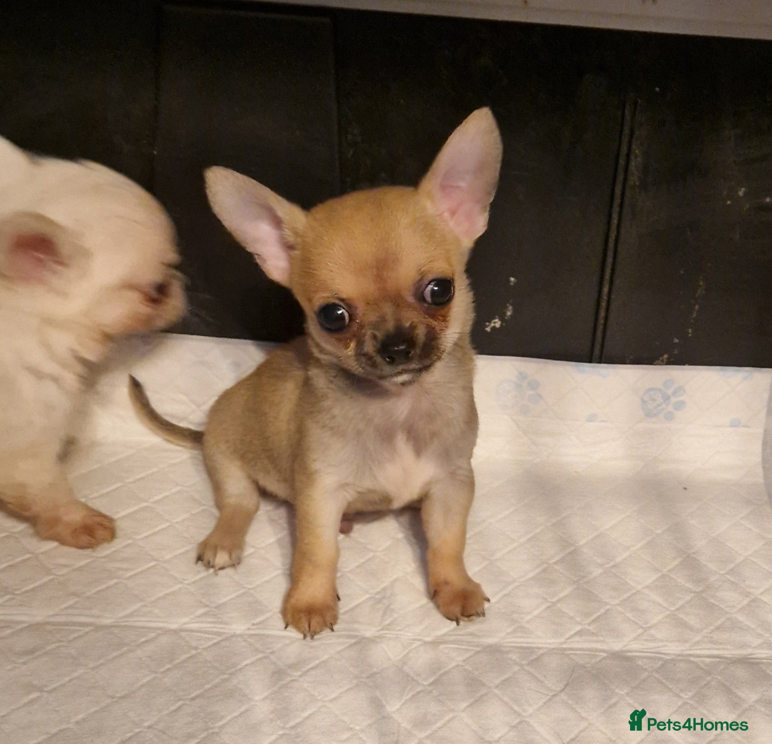Chihuahua dogs Delightful KC registered - Advert 1