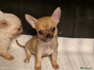 Chihuahua dogs Delightful KC registered - Advert 2
