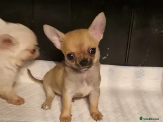 Chihuahua dogs Delightful KC registered - Advert 12
