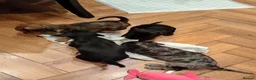 Mixed Breed dogs for sale: Miniature schnoxies  - Advert 9