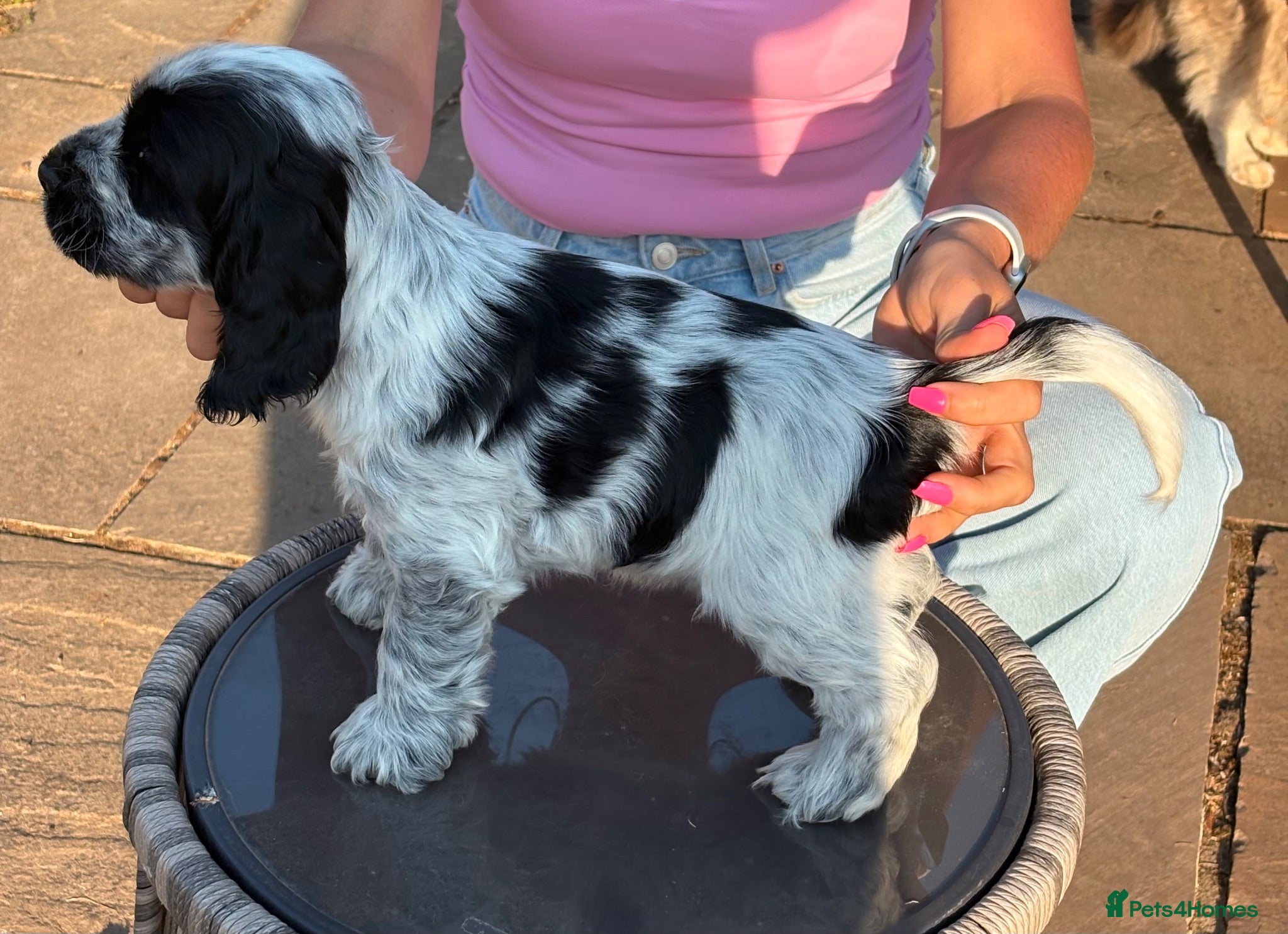 Cocker Spaniel dogs Show Type- One boy available now - Advert 16