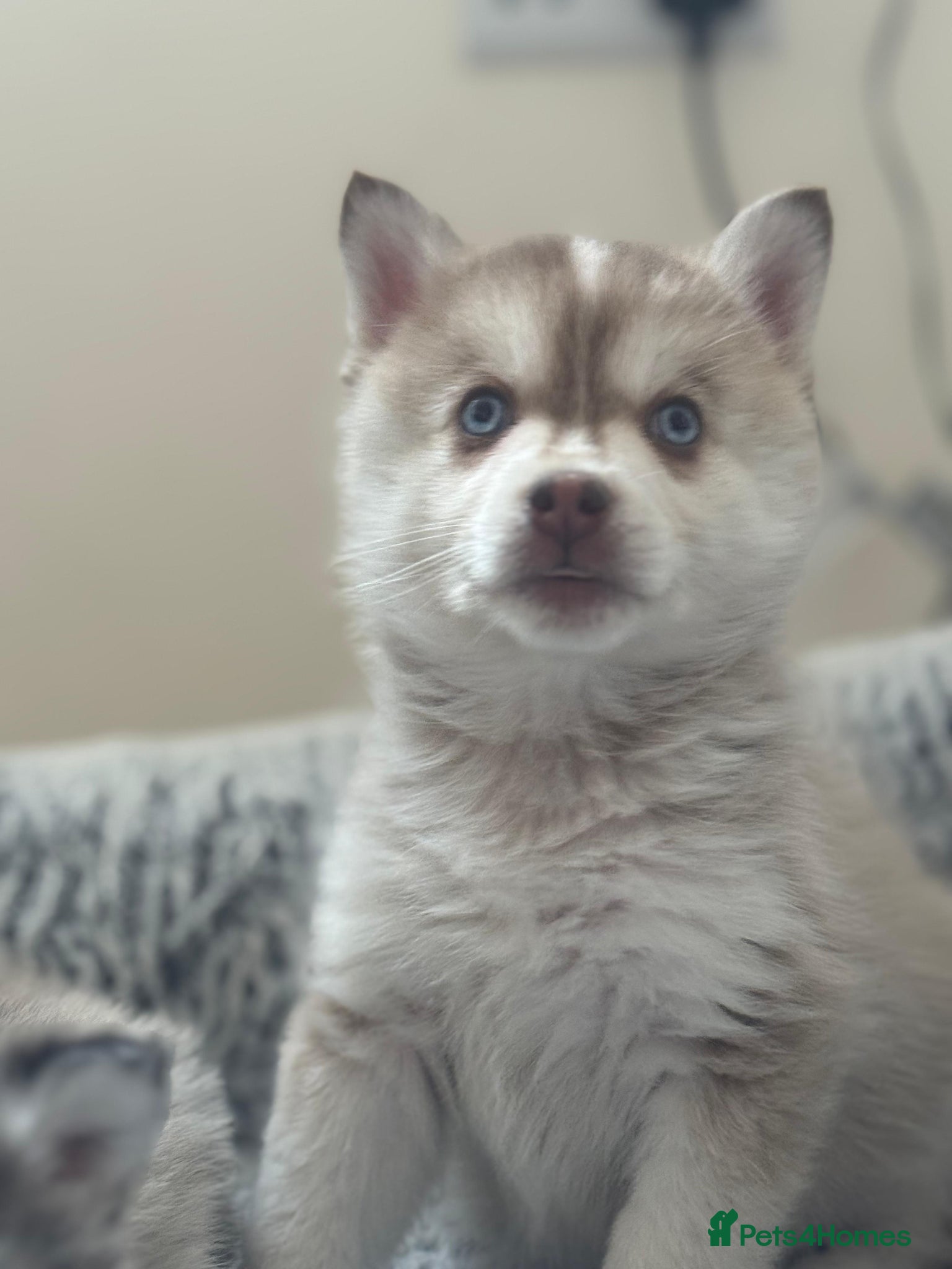 Pomsky dogs Blue eyed F4 Pomskys. One boy one girl. - Advert 8