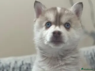 Pomsky dogs Blue eyed F4 Pomskys. One boy one girl. - Advert 8